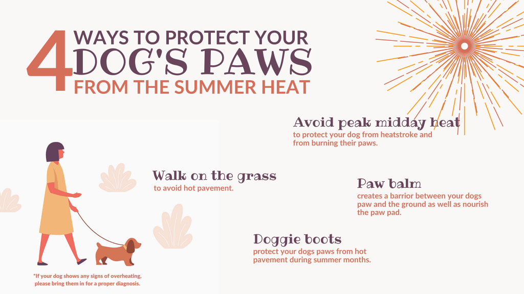 Ways to protect your dog from the heat
