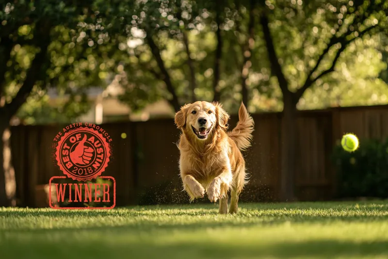 Happy retriever chasing a ball