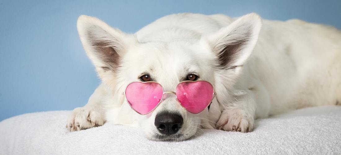 Dog wearing sun glasses