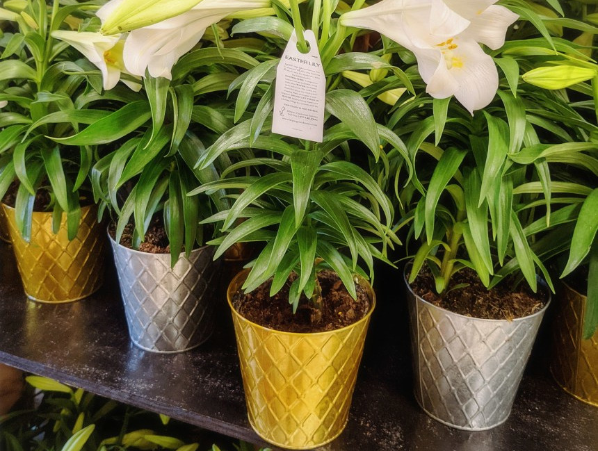 Easter Lilies