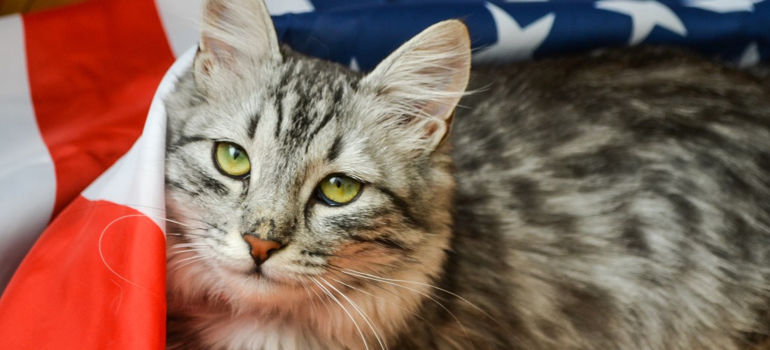 Cat with American flag