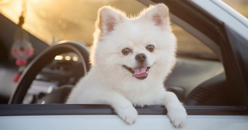 Happy dog looking out card window